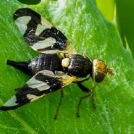 Від овочевої, вишневої мухи